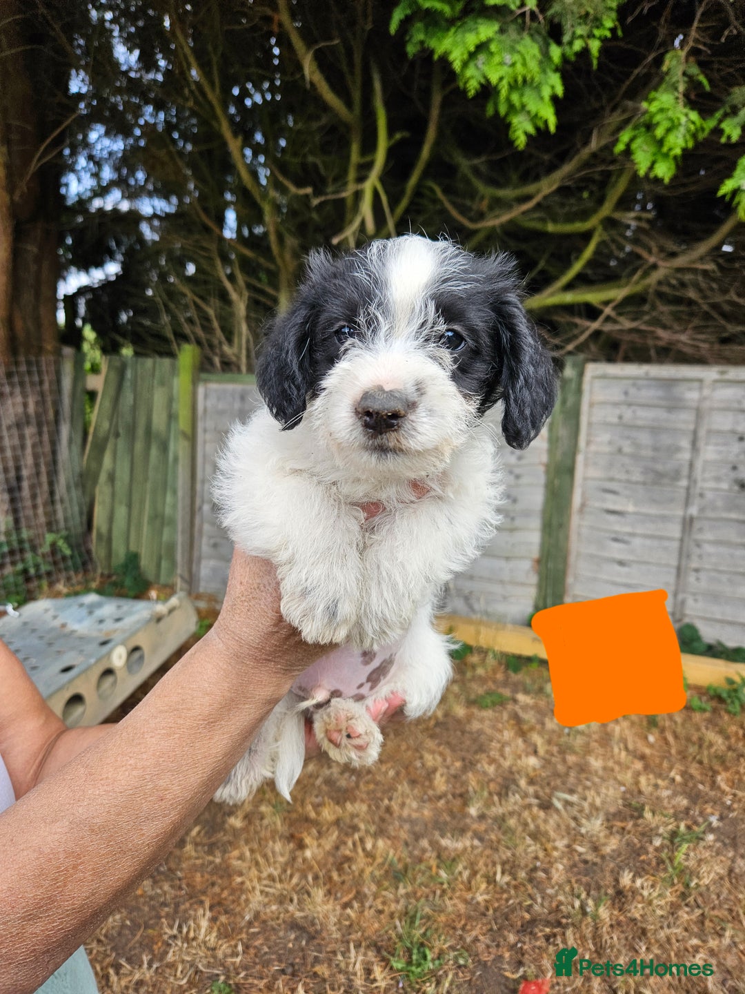 Jackapoo dogs for sale: Jackapoo puppies x7 - Image 3