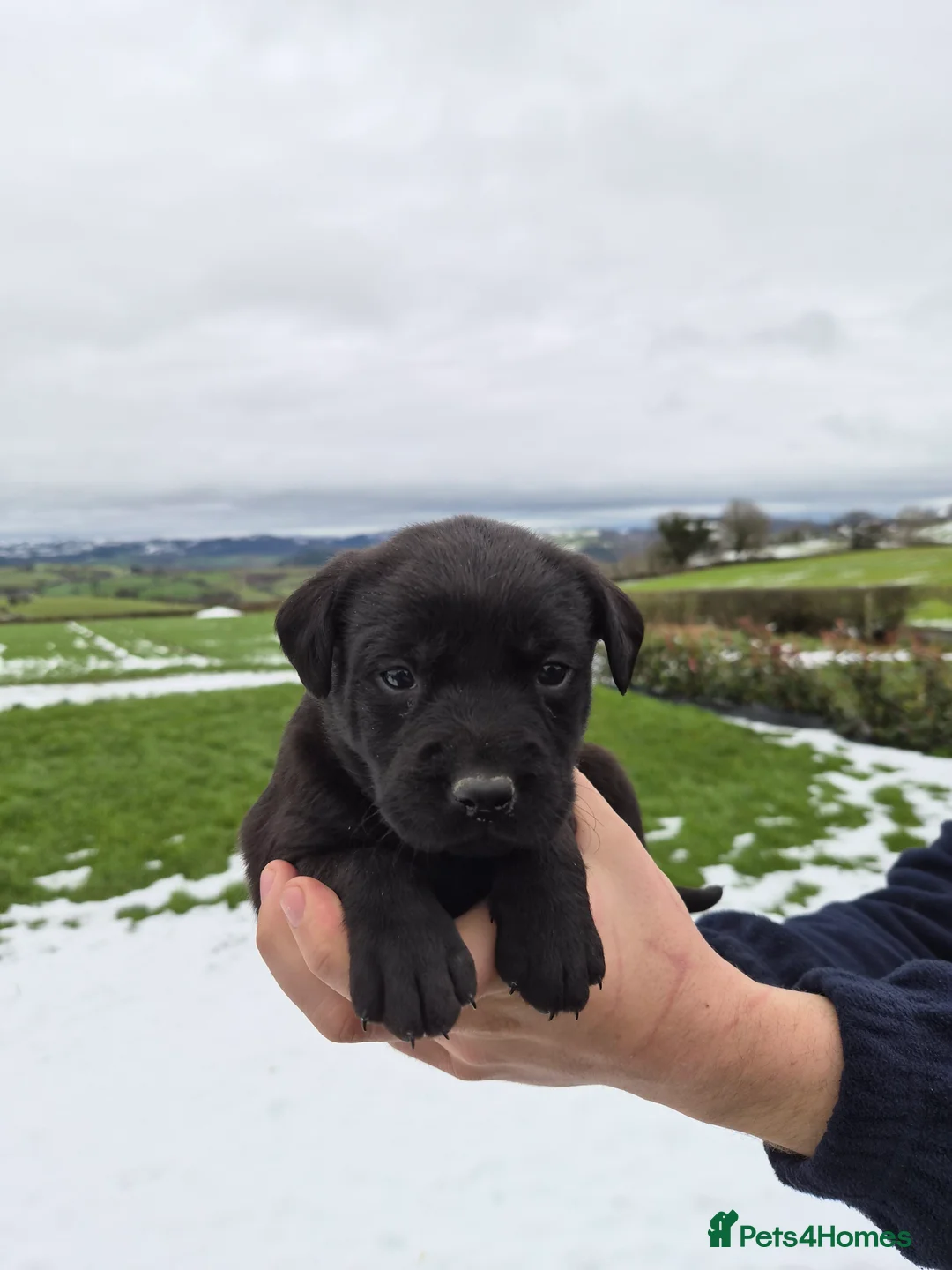 Labrador Retriever dogs for sale: Beautiful Labrador Retriever Puppies for Sale - Advert 12