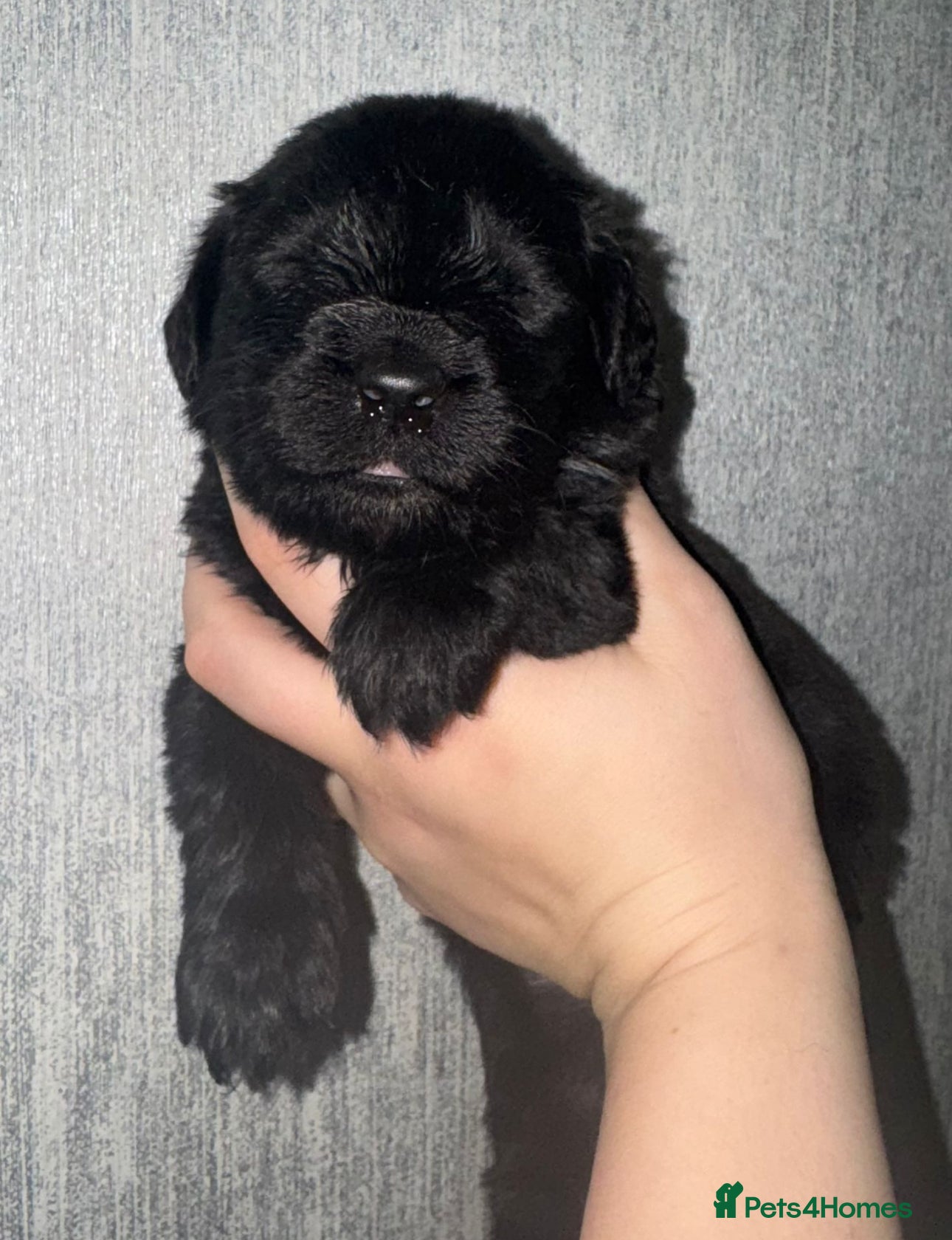Newfoundland dogs Stunning Newfoundland Puppies Kc Reg 🐾 - Advert 1