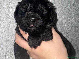 Newfoundland dogs Stunning Newfoundland Puppies Kc Reg 🐾 - Advert 2