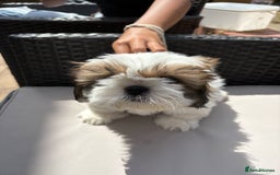 Shih Tzu dogs for sale: Puppies Shih tzu  in Peterborough - Image 13