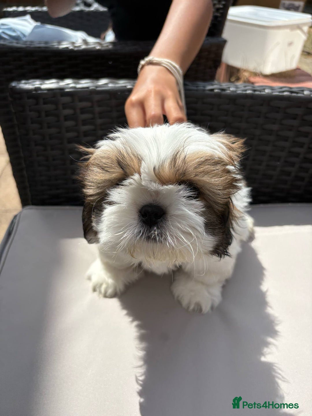 Shih Tzu dogs for sale: Puppies Shih tzu  in Peterborough - Image 13