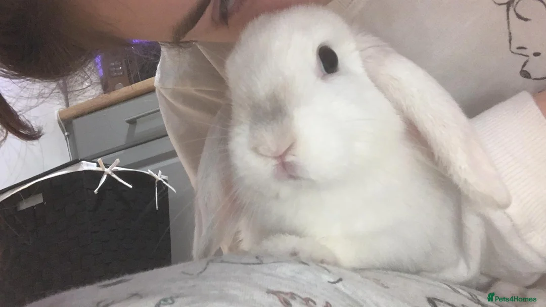 Mini Lop rabbits for sale: Mini lop Rabbit  - Advert 3