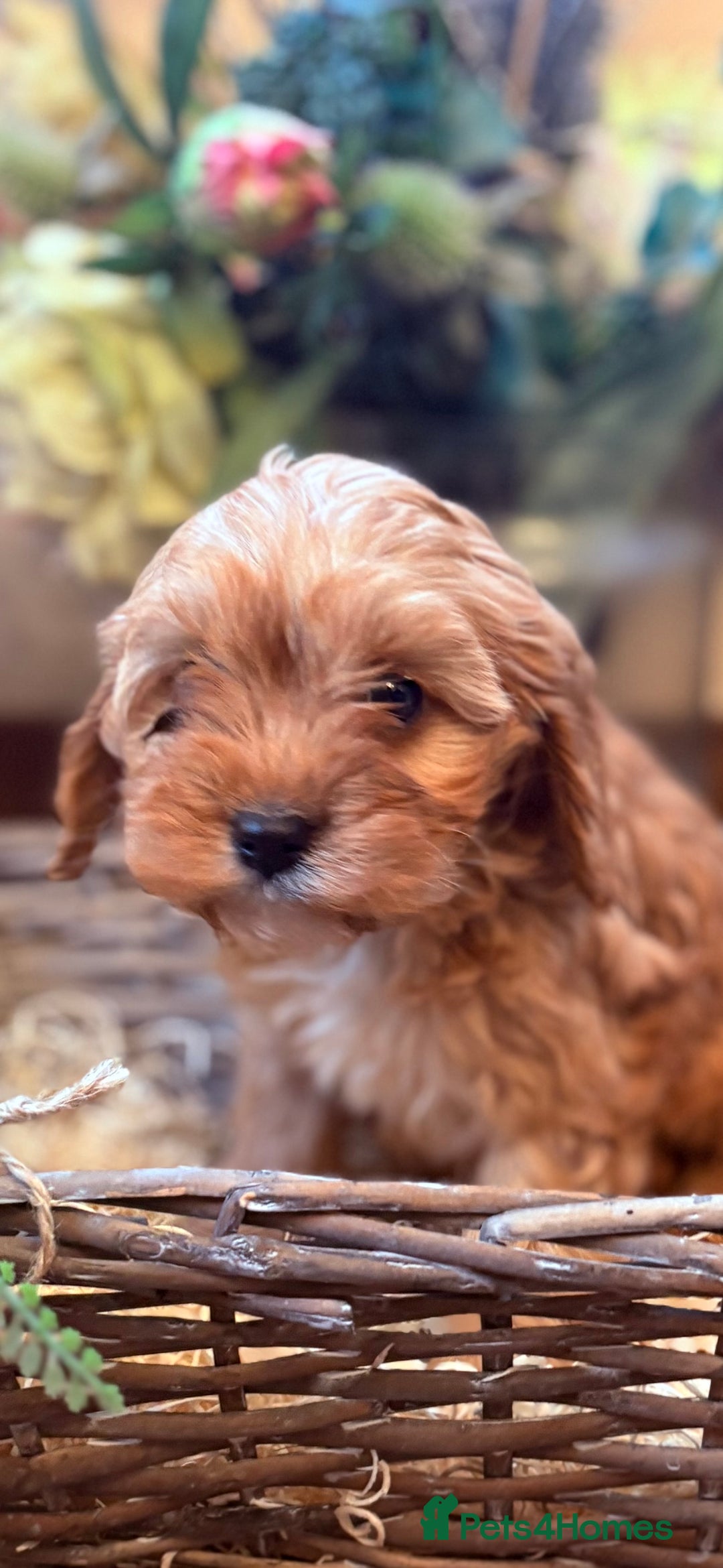 Cavapoo dogs for sale: Health tested toy cavapoo boys - Advert 24