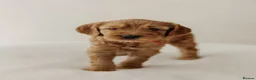 Australian Labradoodle dogs for sale: Australian labradoodle puppy Medium - Advert 20