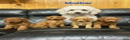 Cockapoo dogs for sale: Cockapoo Puppy – Friendly and Healthy in Kingston upon Thames - Advert 5