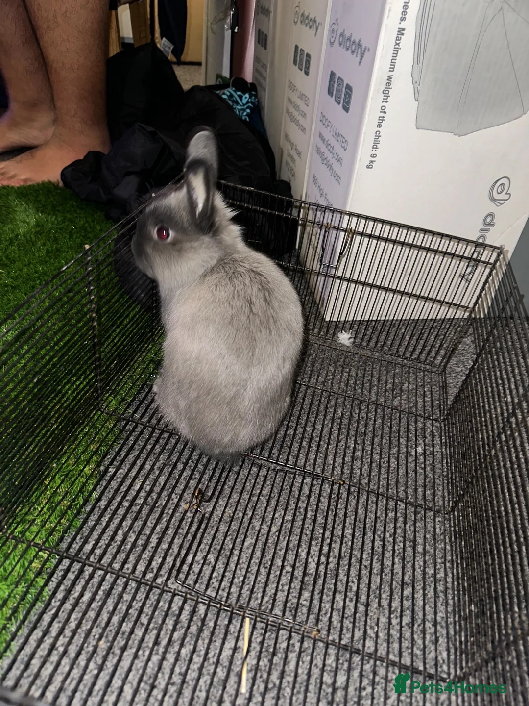 Netherland Dwarf rabbits for sale: baby dwarf rabbit in Burnley - Advert 2