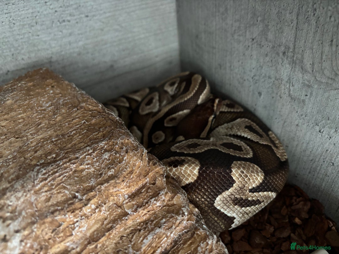 Python Snake reptiles for sale: Mojave ball python with complete set up - Image 3