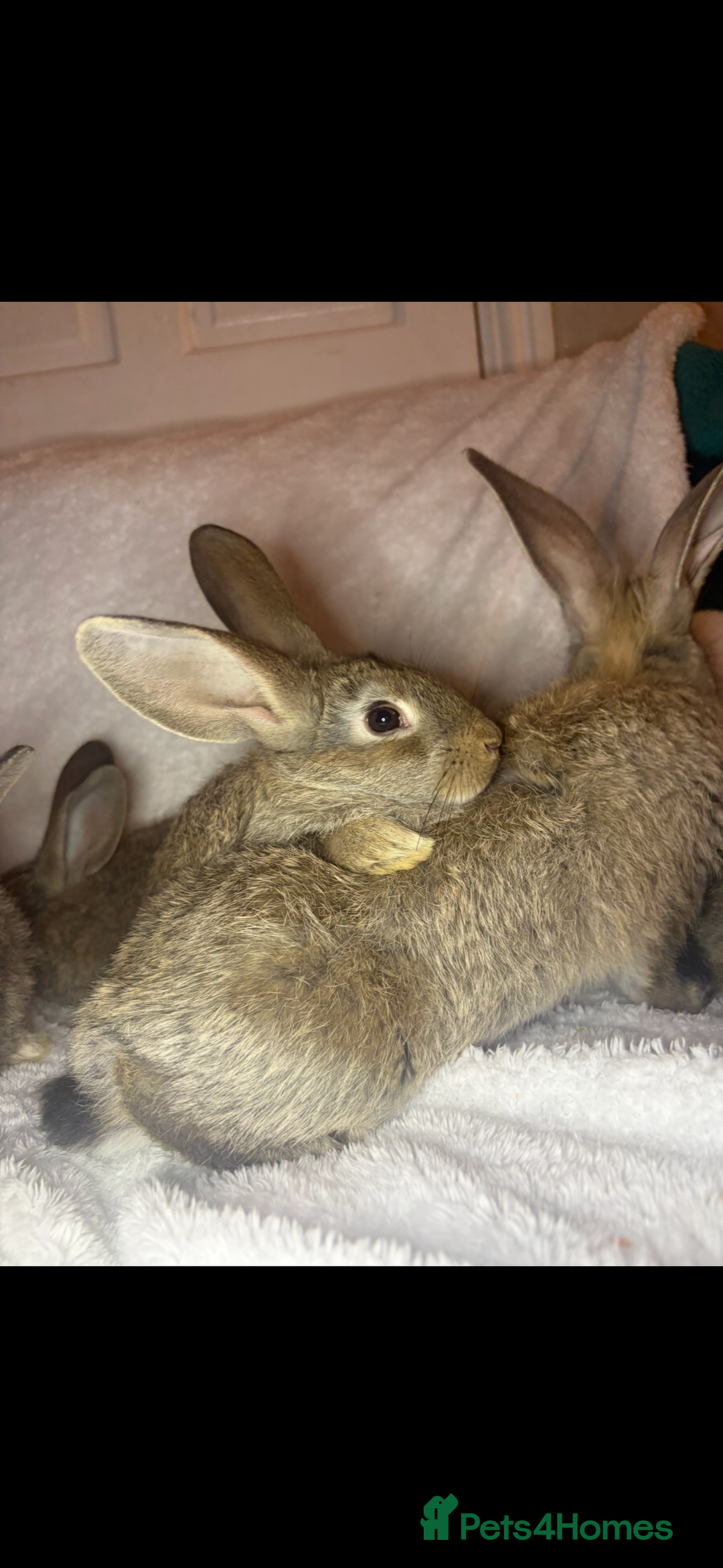 Continental Giant rabbits for sale: Beautiful continental giant baby rabbits ready  - Advert 9