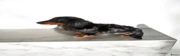 Miniature Dachshund dogs for sale: 2 stunning mini long haired dachound forsale  - Advert 3