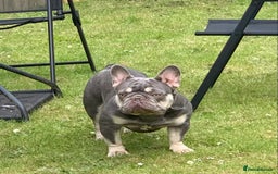 French Bulldog dogs for sale: Nova 3 year old girl - Image 2