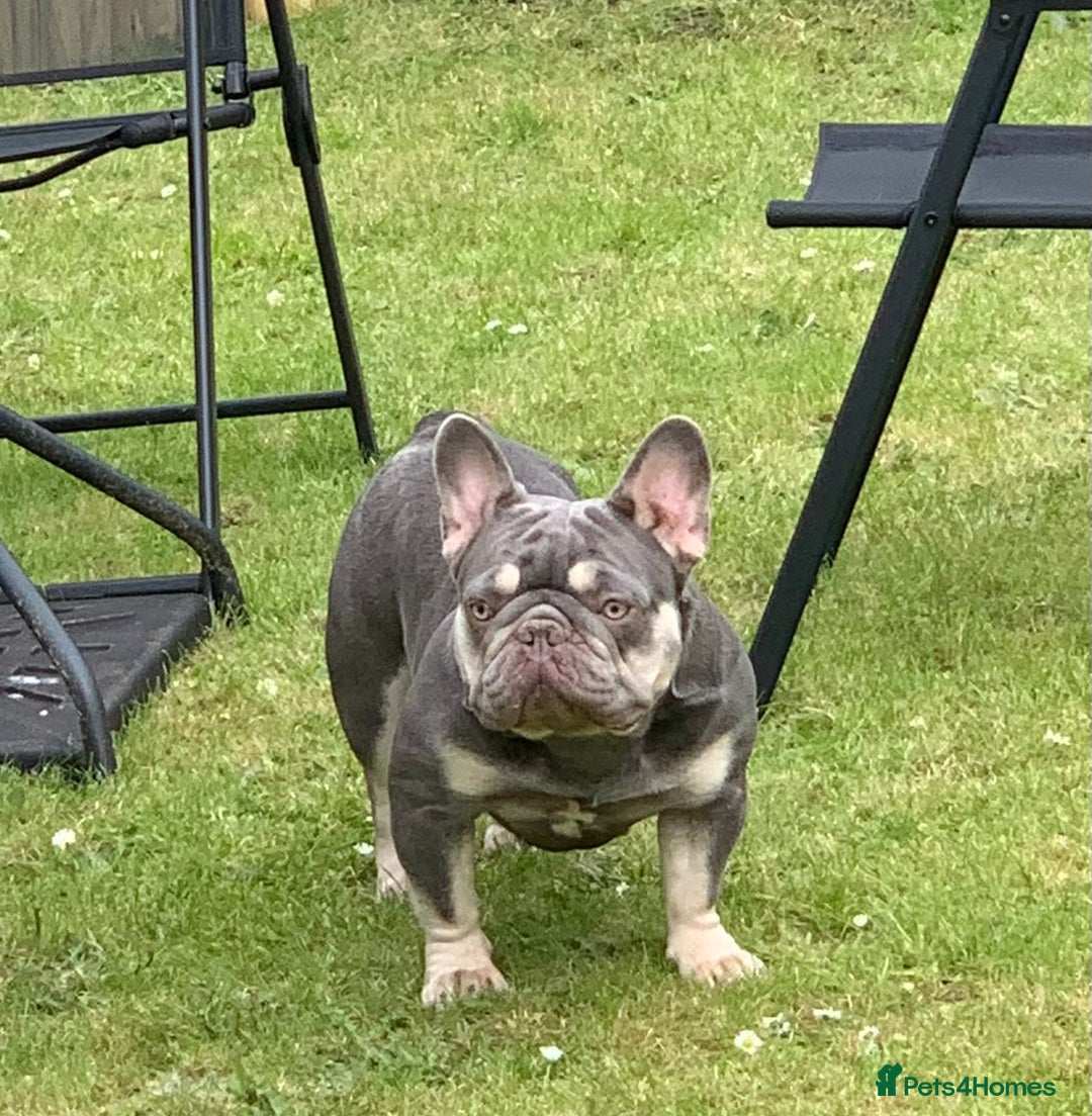 French Bulldog dogs for sale: Nova 3 year old girl - Image 2