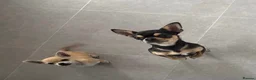 Chihuahua dogs for sale: Chihuahua Puppies 🎀🩷 - Advert 6
