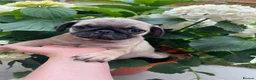 Pug dogs for sale: Pug puppies 🐶.  - Advert 12