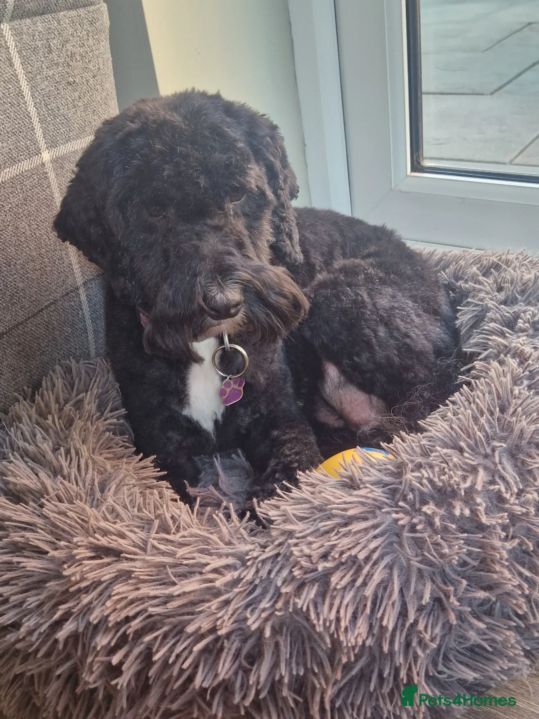 Cockapoo dogs for sale: Beautiful cockapoo boy - Advert 6