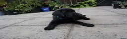 Labrador Retriever dogs for sale: 2 Gorgeous male playful puppies looking for homes - Advert 12