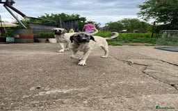 Anatolian Shepherd dogs for sale: Malakli Puppies - Image 27