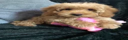 Cockapoo dogs for sale: cockapoo puppies for sale  - Advert 6