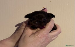 Chihuahua dogs for sale: Beautiful baby chihuahua pups - Image 10