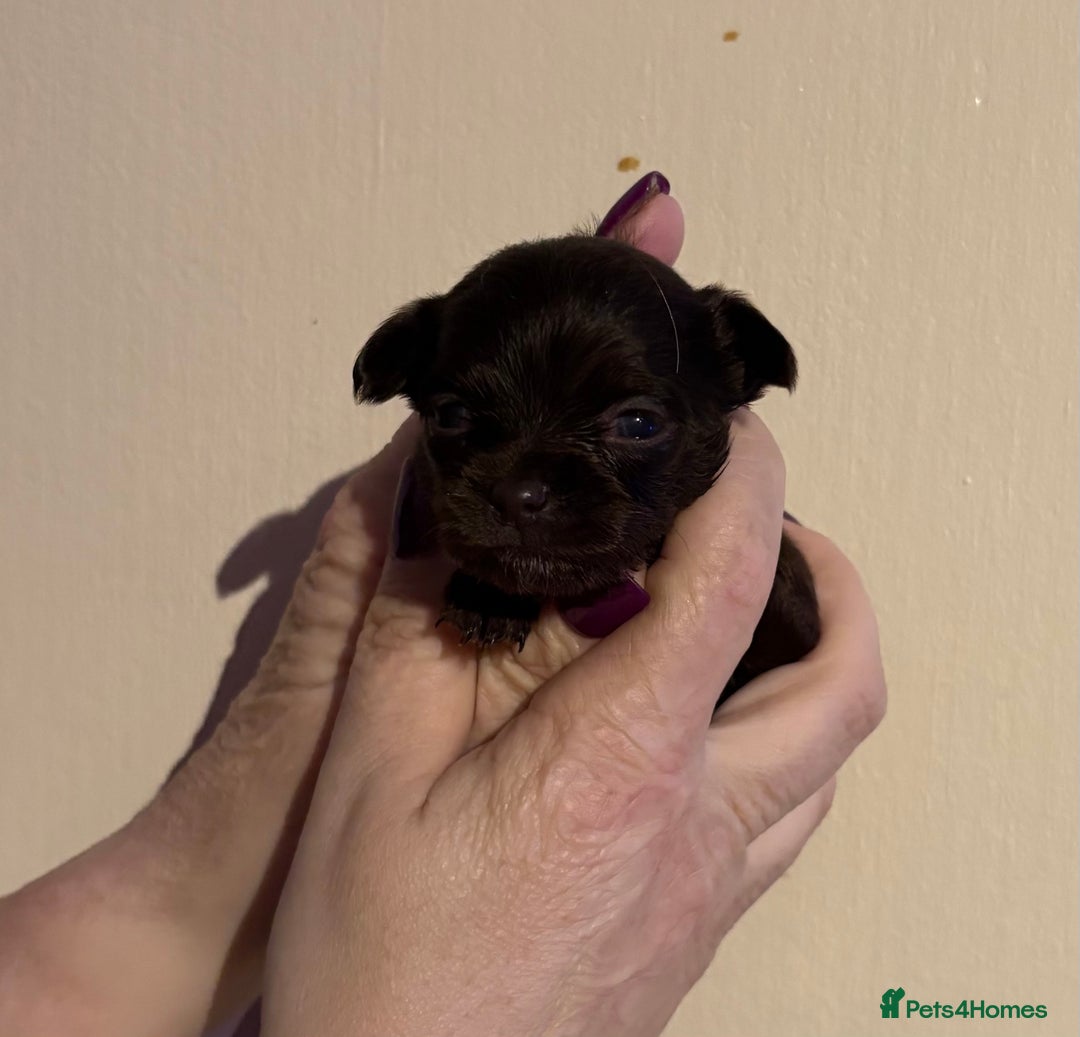 Chihuahua dogs for sale: Beautiful baby chihuahua pups - Image 10