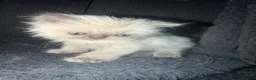 Persian cats for sale: Stunning Colourpoint Persian Kittens 💖 - Advert 10