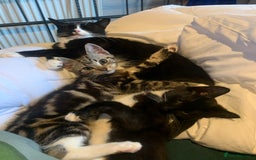 Mixed Breed cats for sale: Two gorgeous girls - Advert 9