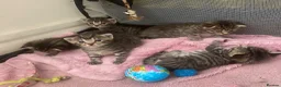 Mixed Breed cats for sale: 5 beautiful kittens - Advert 4