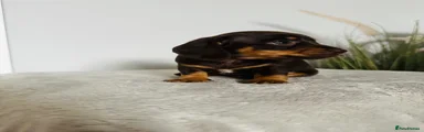 Miniature Dachshund Puppy 2