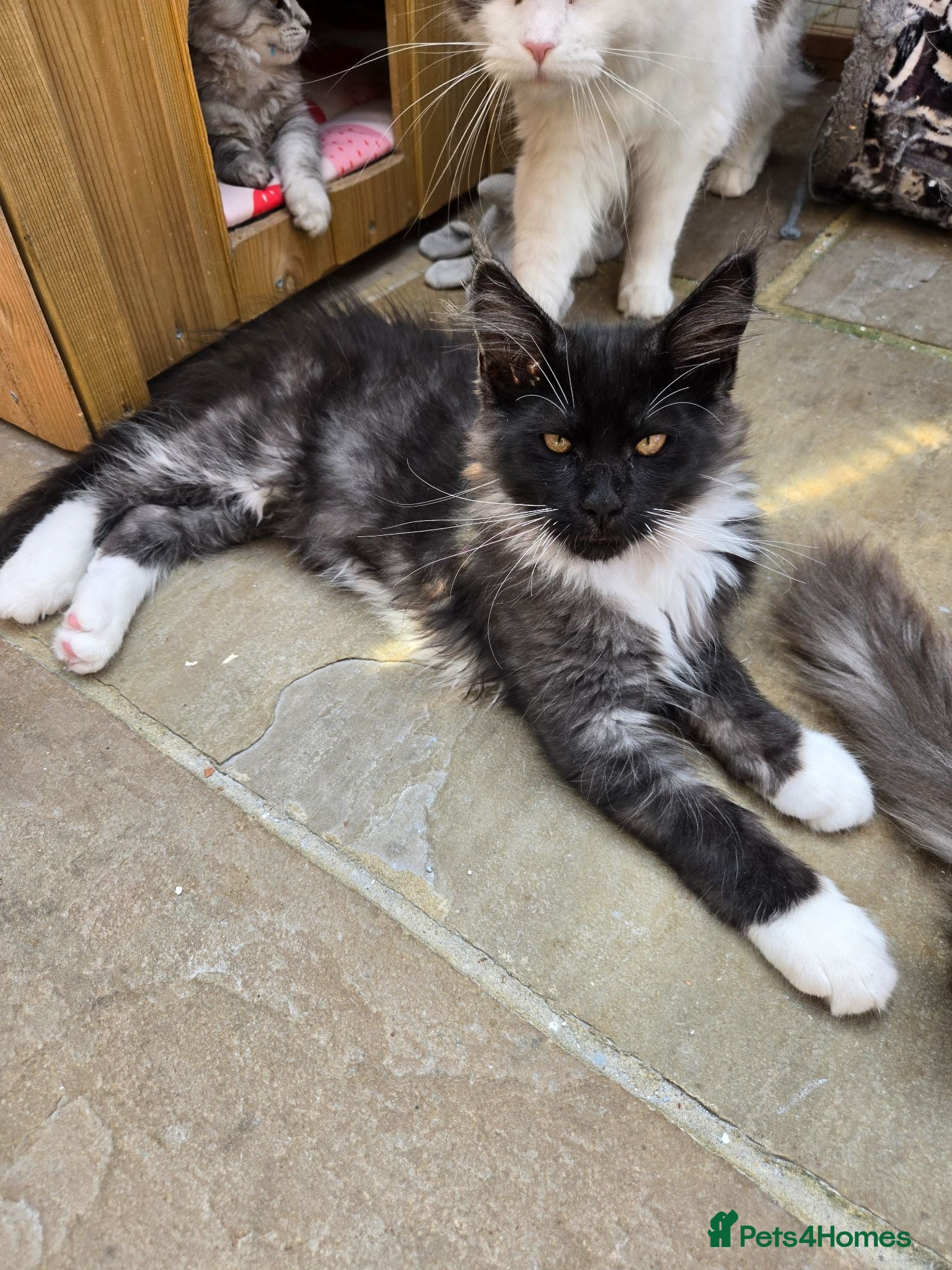 Maine Coon cats Beautiful Maine Coon kittens - Advert 1