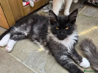Maine Coon cats Beautiful Maine Coon kittens - Advert 1
