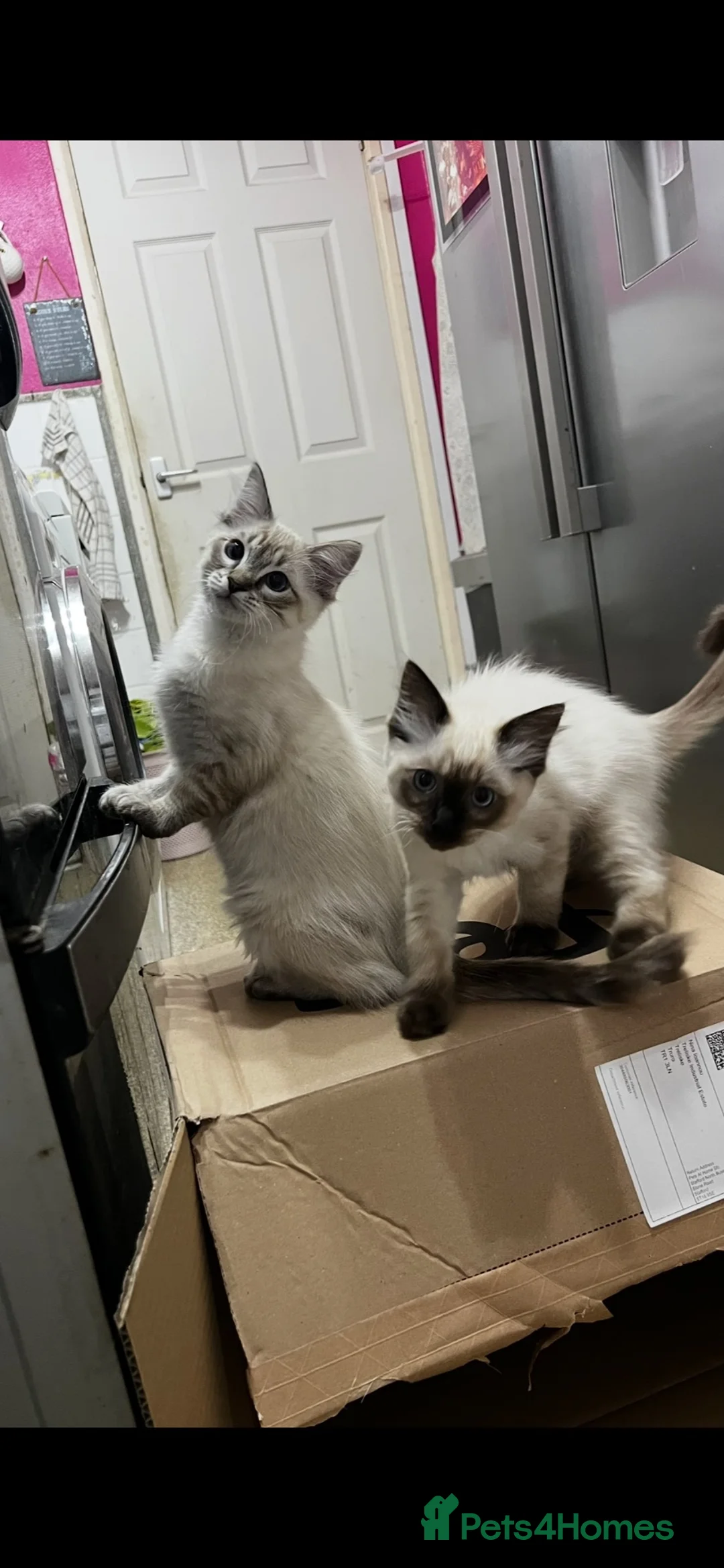 Ragdoll cats for sale: Gorgeous baby Ragdoll boys  in Truro - Advert 1