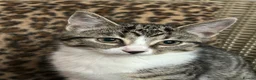 Mixed Breed cats for sale: Gorgeous Fluffy Kittens. Beautiful Little Souls🤍 - Advert 35