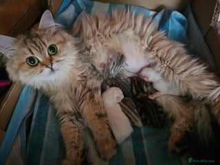 Scottish Fold cats Stunning scottish folds - Advert 3