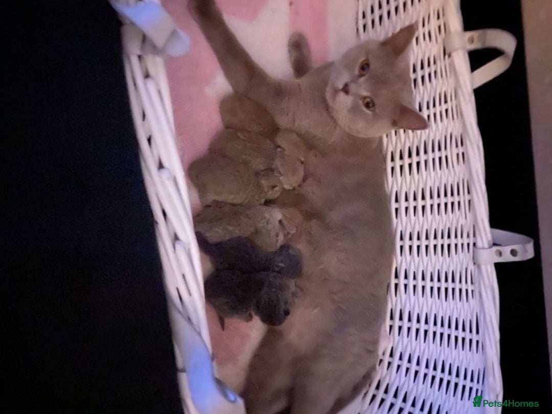 British Shorthair cats for stud: GCCF/ TICA British shorthair stud in Wakefield - Advert 5