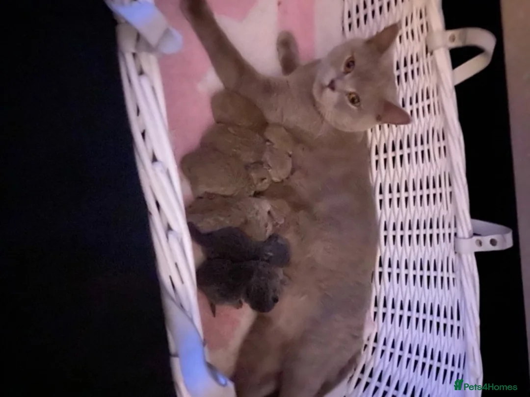 British Shorthair cats for stud: GCCF/ TICA British shorthair stud in Wakefield - Advert 5