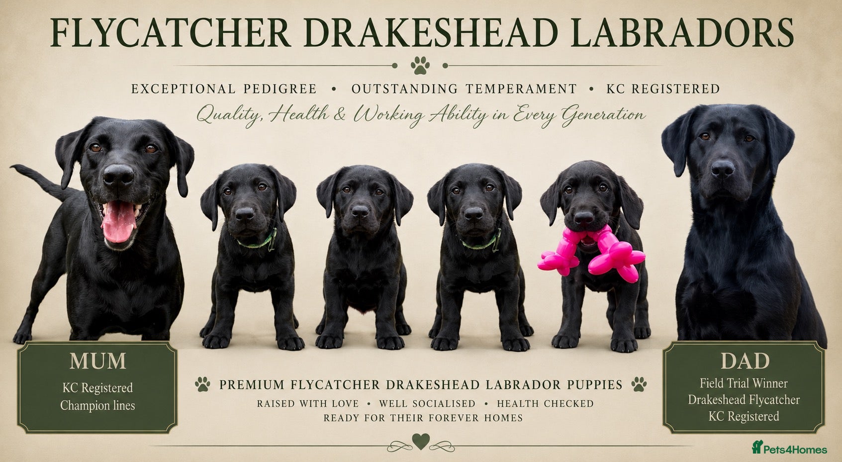 Labrador Retriever dogs FTCH Drakeshead Labrador boys  - Advert 14