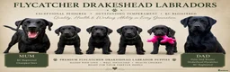 Labrador Retriever dogs for sale: FTCH Drakeshead Labrador boys  in Whiston - Advert 1