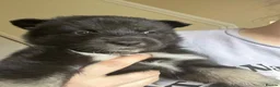 Mixed Breed dogs for stud: For Stud only NOT FOR SALE in Wigan - Advert 2