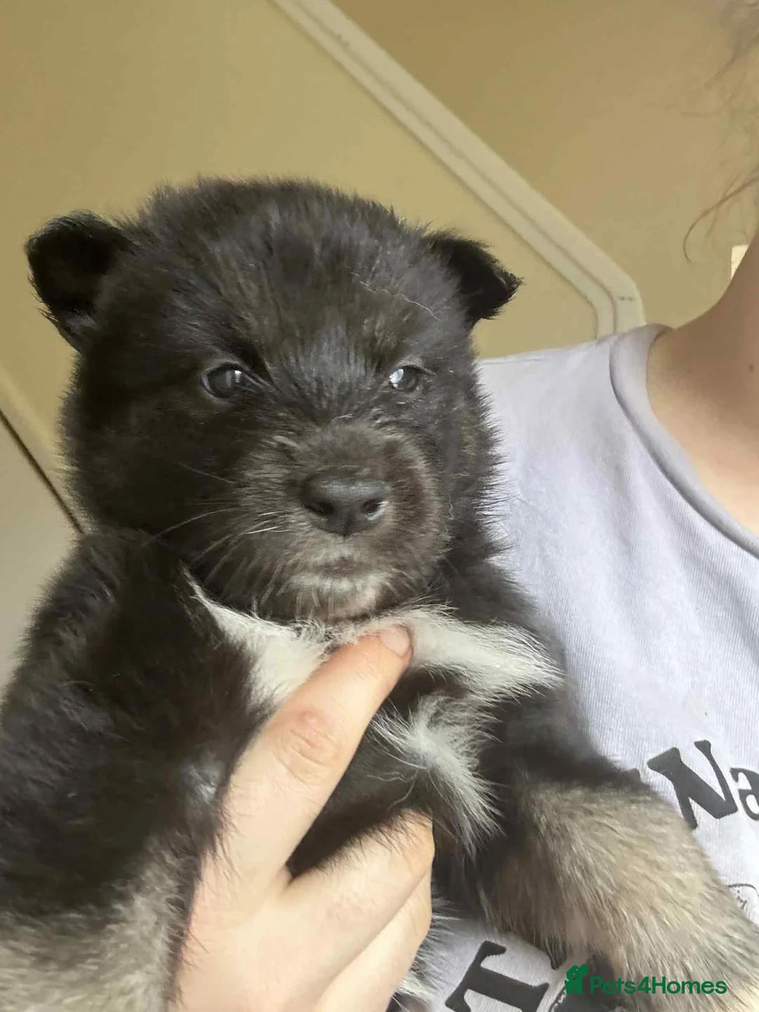 Mixed Breed dogs for stud: For Stud only NOT FOR SALE in Wigan - Advert 2