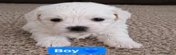 Bichon Frise dogs for sale: 5 Beautiful Bichon Frise Puppies in Swansea - Advert 6