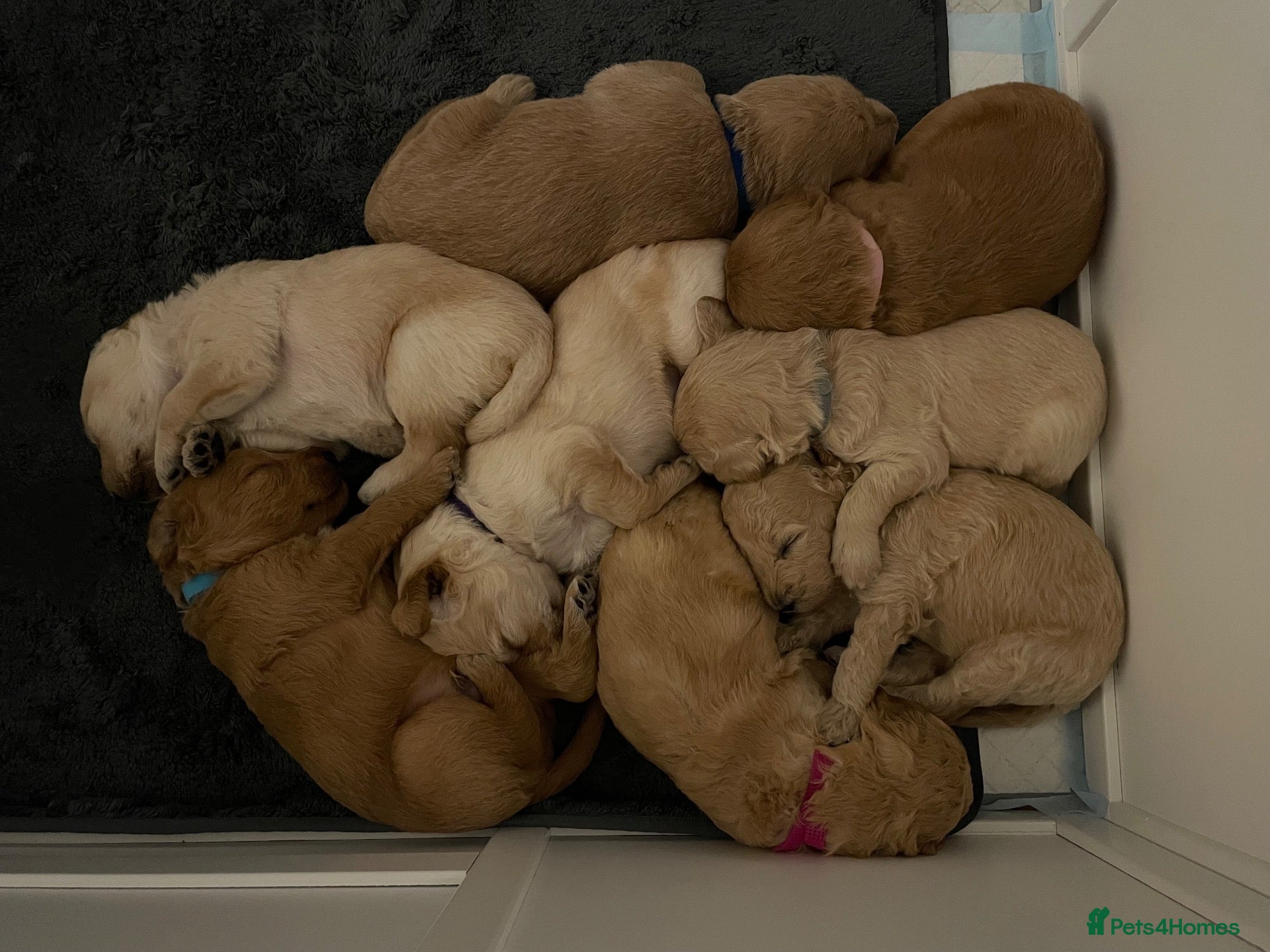 Labradoodle dogs Labradoodle Puppies For Sale - Advert 2