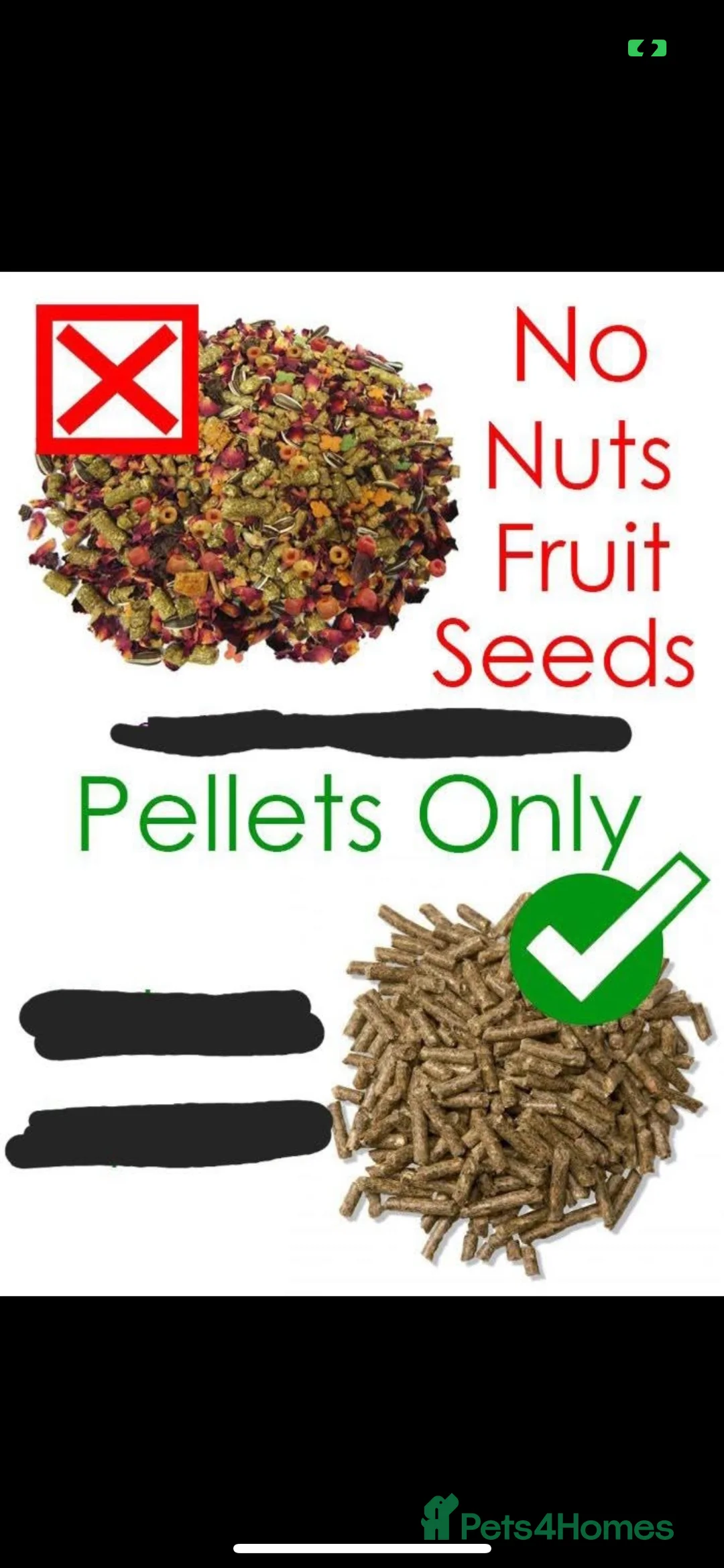 Mini Lop rabbits for sale: *1 left* - Advert 11