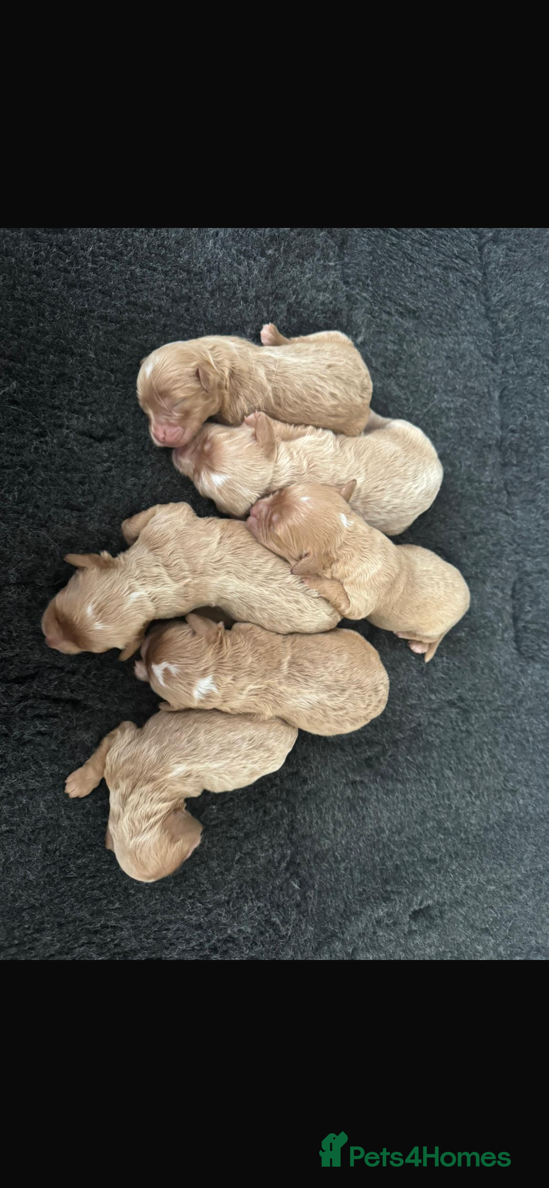 Cavapoo dogs for sale: F1 cavapoo puppys - Image 3