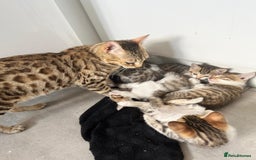 Bengal cats for sale: 7 Bengal x Tabby Kittens for Sale.  - Image 21