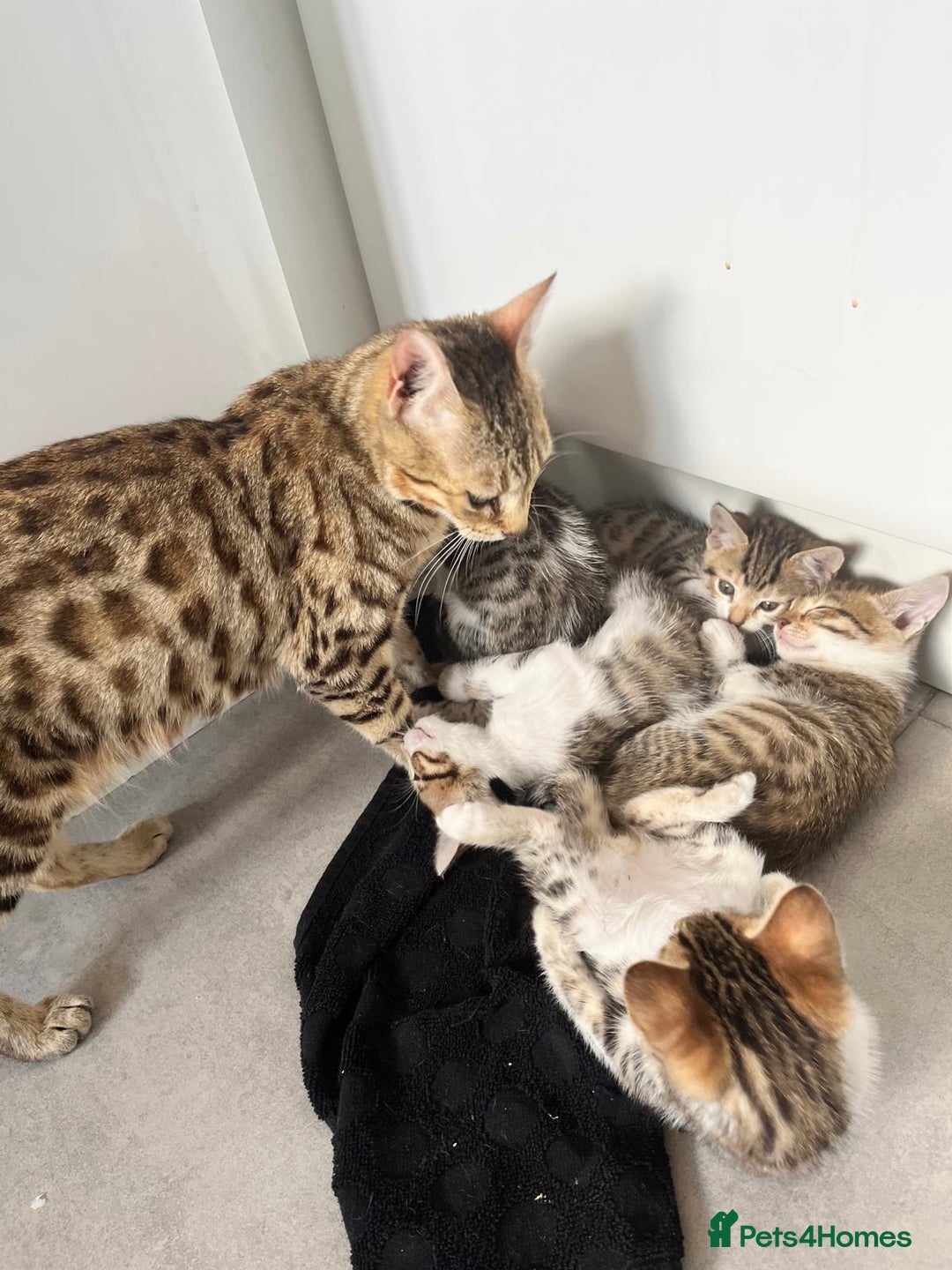 Bengal cats for sale: 7 Bengal x Tabby Kittens for Sale.  - Image 21