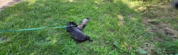 Patterdale Terrier dogs for sale: 7 Working Patty Pups - Advert 5