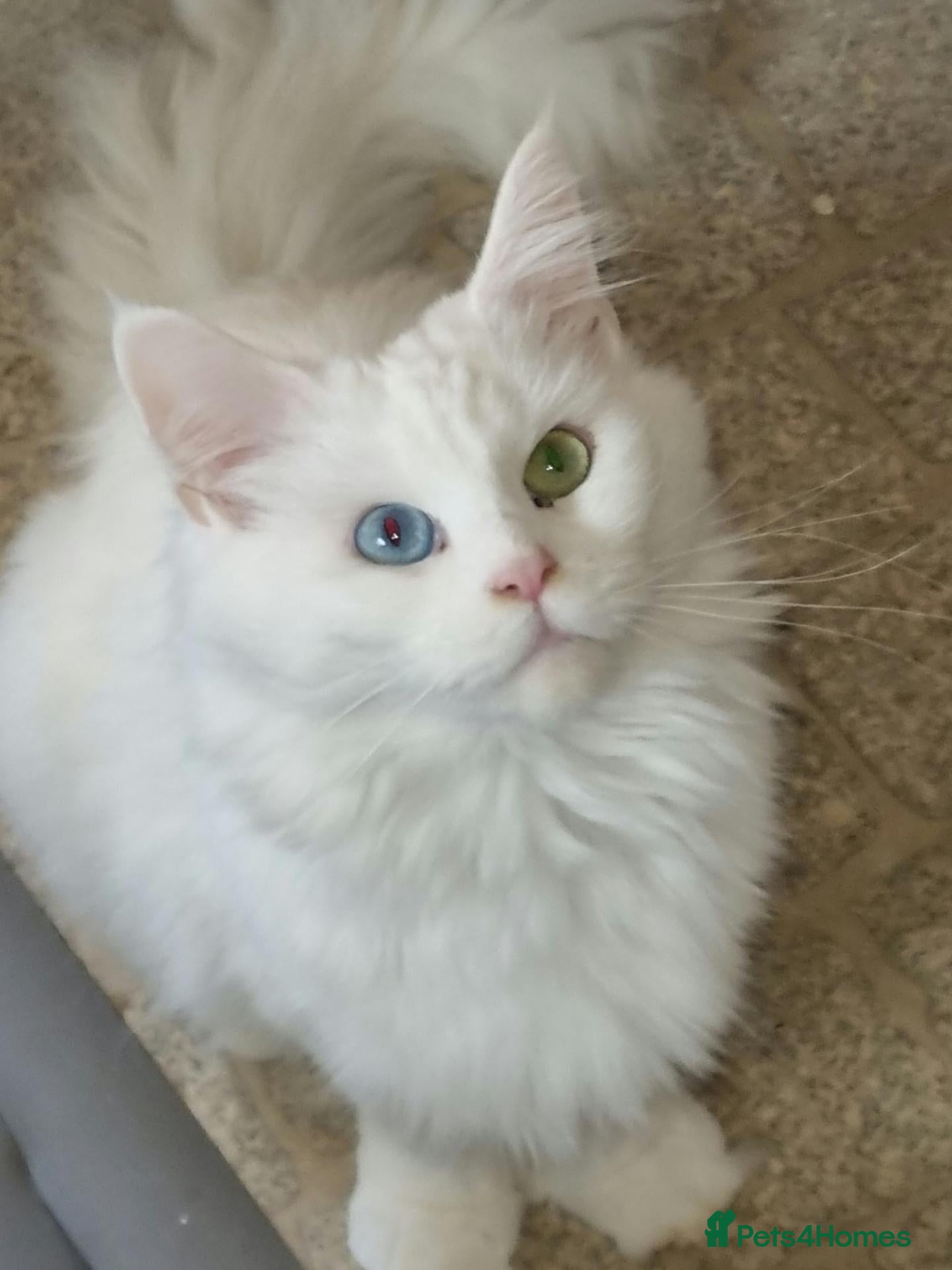 Maine Coon cats for sale: Pedigree Mainecoon kittens Ready now - Advert 1