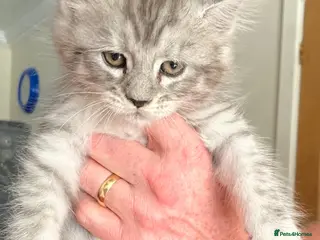 Maine Coon cats Maine Coon Kittens (Ready to Leave 3rd July). - Advert 6