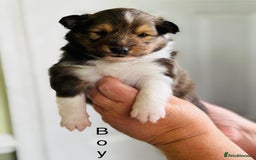 Shetland Sheepdog dogs for sale: Beautiful sable Shetland sheepdog puppies  - Image 2