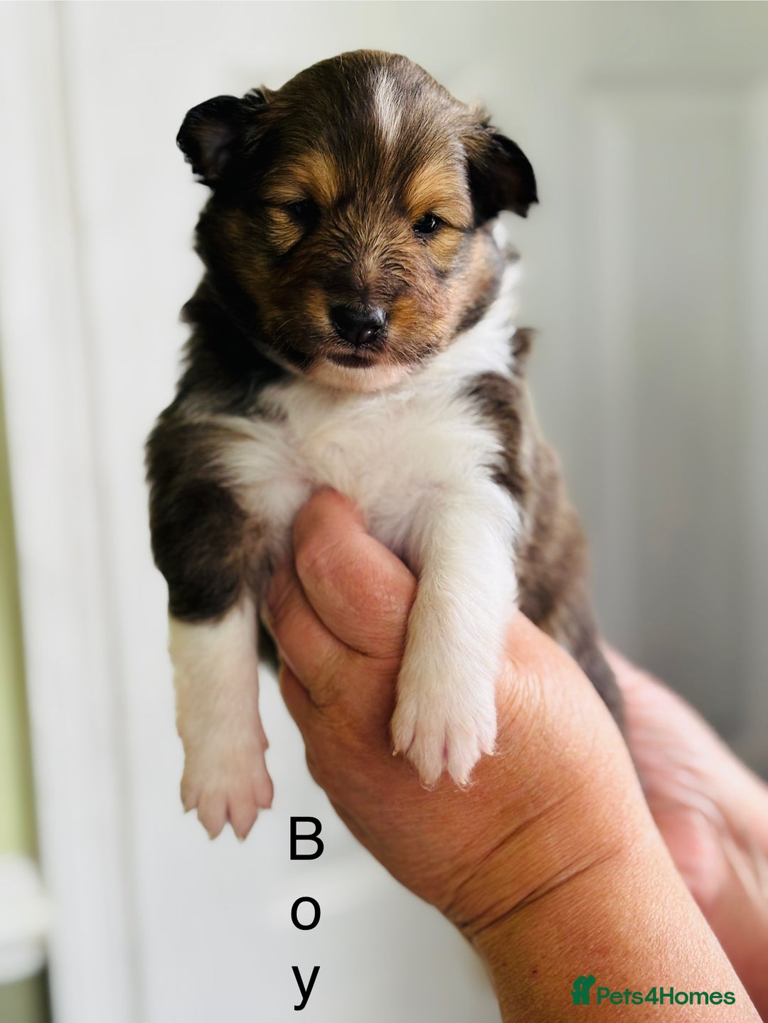 Shetland Sheepdog dogs for sale: Beautiful sable Shetland sheepdog puppies  - Image 2